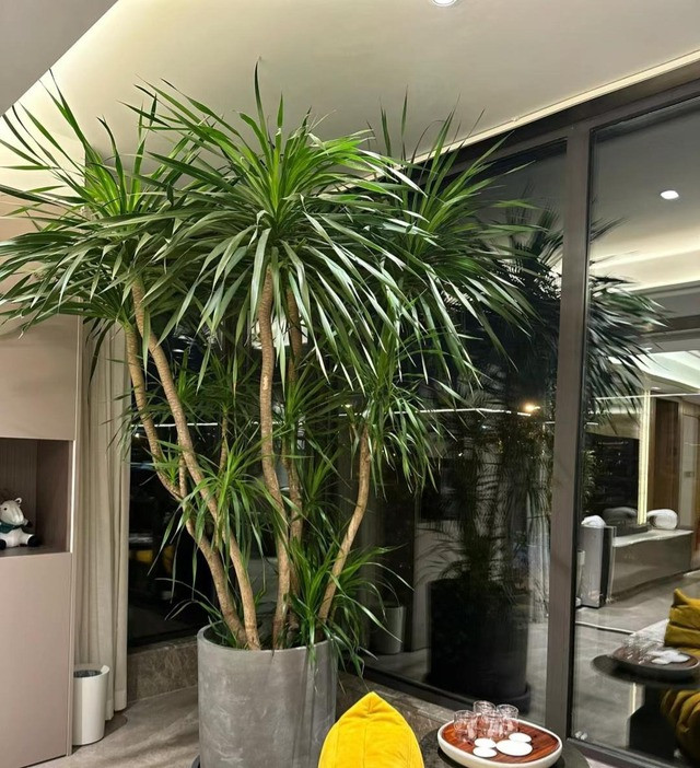 Huyết rồng một loại cây mọng nước độc đáo. Chúng sở hữu những chiếc lá cứng, thuôn dài và nhọn ở đầu. Đặc điểm nổi bật là các lá cây xếp tỏa tròn quanh thân mang đến ấn tượng về mặt thị giác.