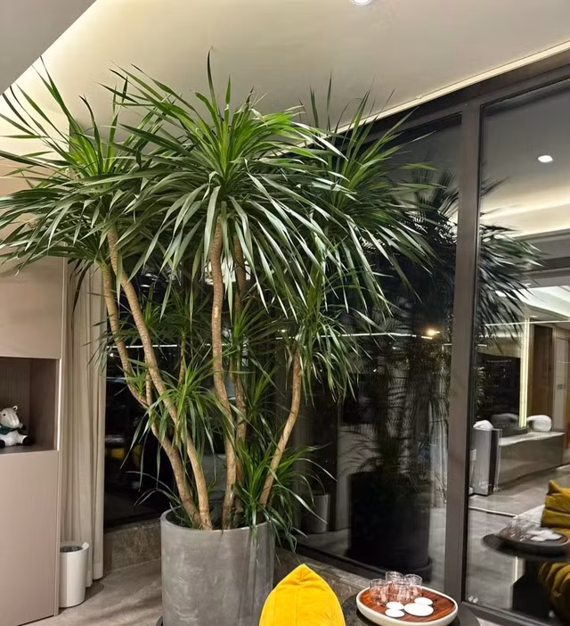 Huyết rồng một loại cây mọng nước độc đáo. Chúng sở hữu những chiếc lá cứng, thuôn dài và nhọn ở đầu. Đặc điểm nổi bật là các lá cây xếp tỏa tròn quanh thân mang đến ấn tượng về mặt thị giác.