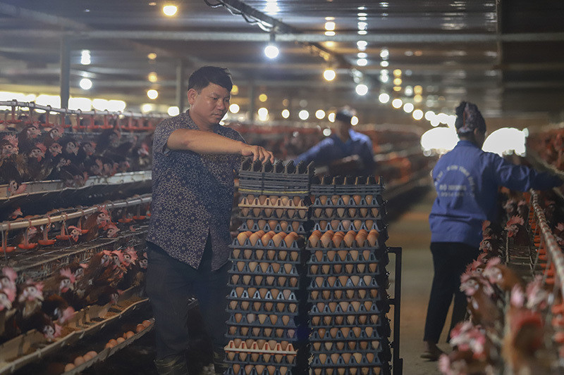 Nguoi nuoi gia cam gong lo vi hang lau tran ve