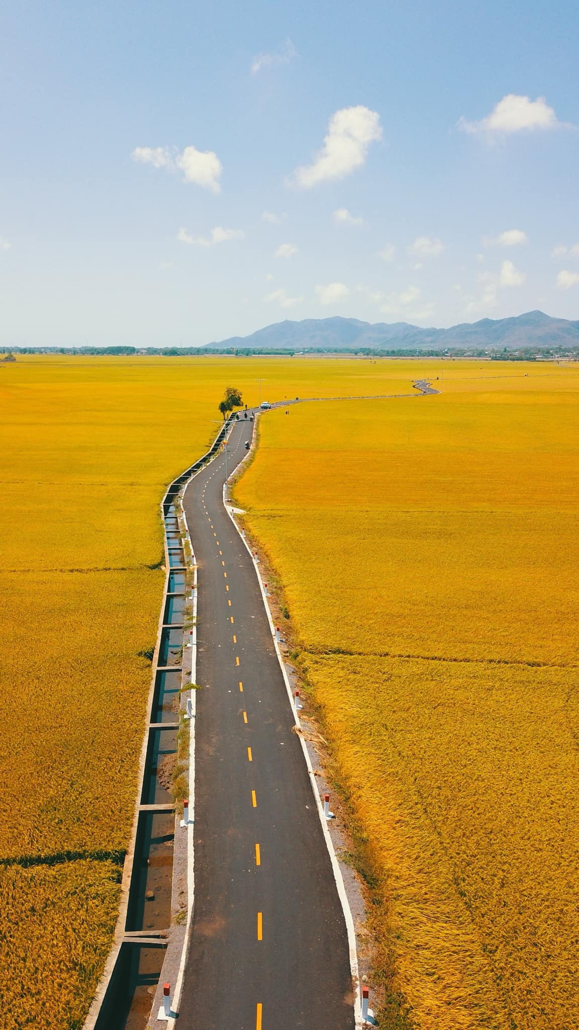 Con duong giua canh dong vang ruom o Vung Tau dep gay sot-Hinh-6