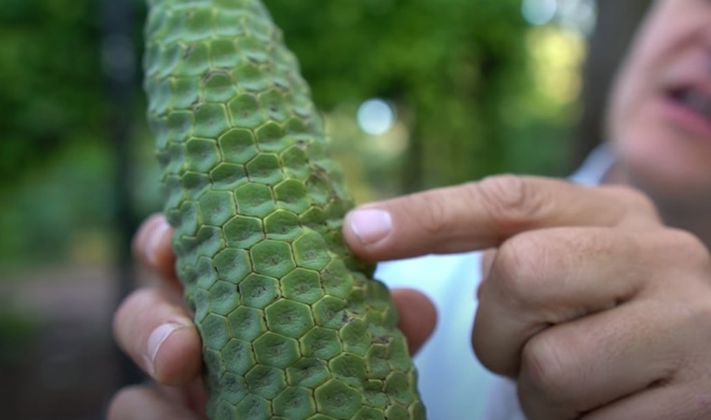 Nguyên nhân chúng có cái tên "quái vật" là bởi loại quả này chứa rất nhiều axit Oxalic khi chưa chín, lượng độc tố này có thể khiến người ăn bỏng rát, đau đớn khi tiếp xúc phải.