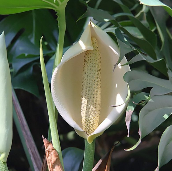 Monstera deliciosa được các thổ dân châu Mỹ phát hiện ra từ khá sớm, khi đó họ đã coi chúng là cây trồng cung cấp lương thực chính trong mùa hè.