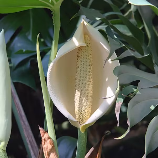 Monstera deliciosa được các thổ dân châu Mỹ phát hiện ra từ khá sớm, khi đó họ đã coi chúng là cây trồng cung cấp lương thực chính trong mùa hè.