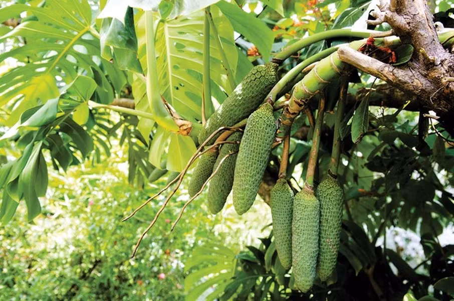 Chúng có xuất xứ từ vùng có khí hậu ôn đới như Trung Mỹ hay các hòn đảo gần xích đạo như Hawaii, Seychelles, Ascension và quần đảo Society.