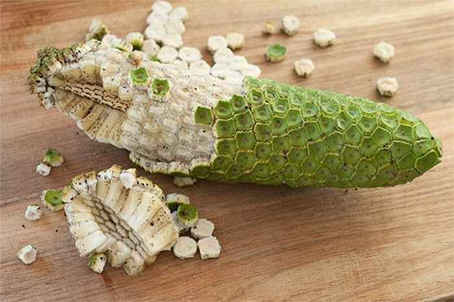 Monstera deliciosa là tên một loại quả còn khá xa lạ với nhiều người, nó có hình dáng bên ngoài giống với bắp ngô mà chúng ta hay ăn.