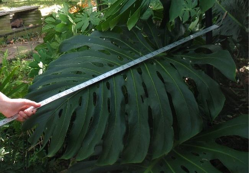 Monstera deliciosa trong tự nhiên có thể cao hơn 20m, tán lá phát triển hơn 1m.