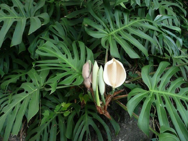 Theo tìm hiểu, quả Monstera deliciosa khi còn xanh khá độc. Thực tế, tất cả các bộ phận của cây Monstera deliciosa đều độc, trừ những quả chín.