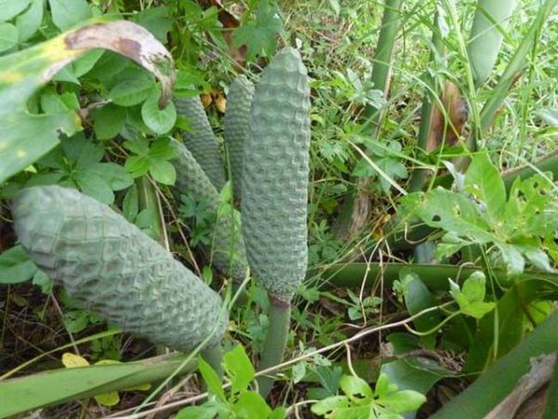 Cái tên Monstera deliciosa bắt nguồn từ hai từ tiếng Anh là Monster (quái vật) và Delicious (món ngon).