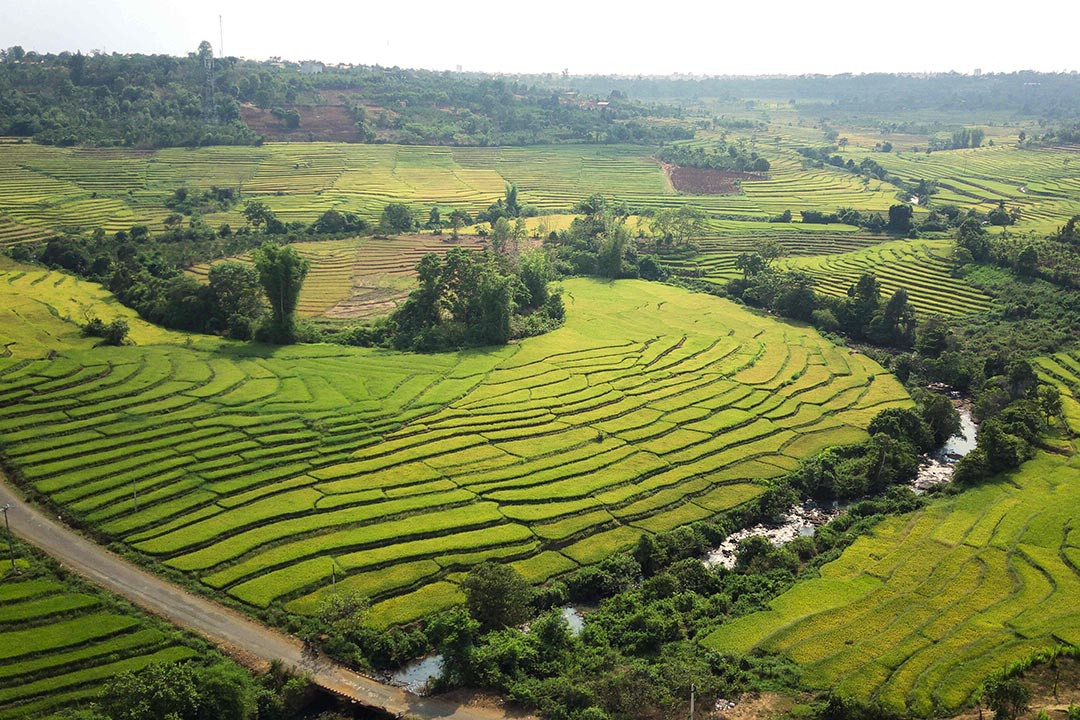 Ruộng bậc thang Chư Sê nằm cách thành phố Pleiku khoảng 40km. Ảnh: MH