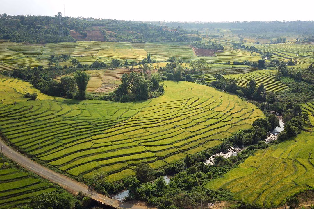 Ruộng bậc thang Chư Sê nằm cách thành phố Pleiku khoảng 40km. Ảnh: MH