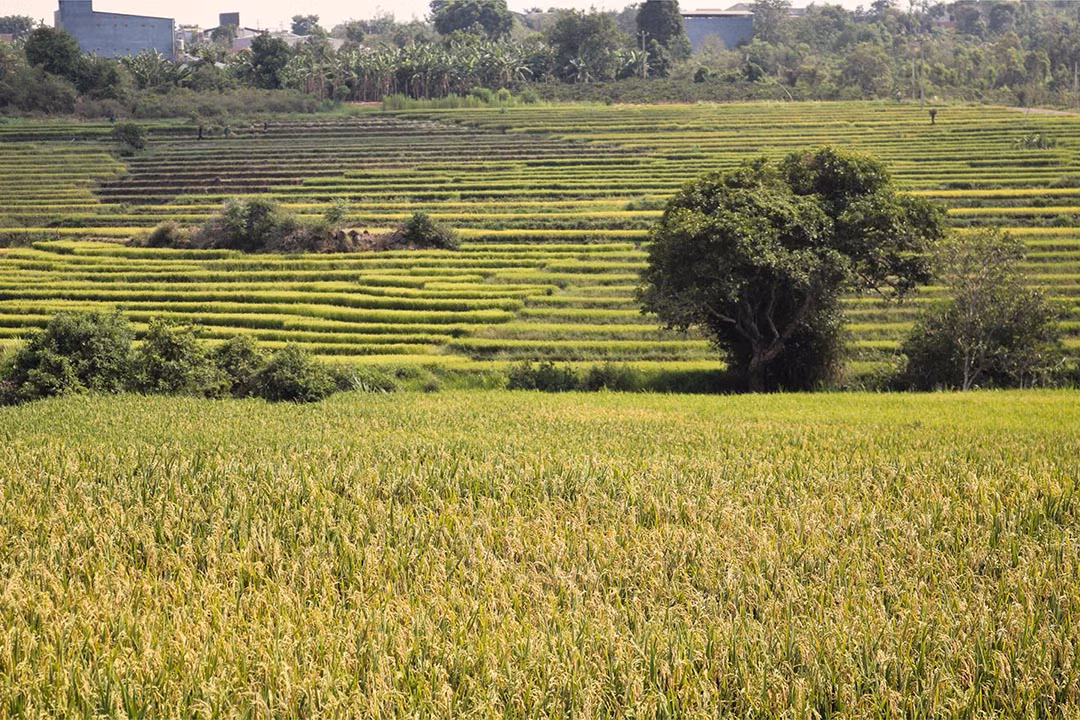 Từ xa, du khách đã có thể cảm nhận được mùi lúa vàng thoang thoảng. Ảnh: Trúc Nhã