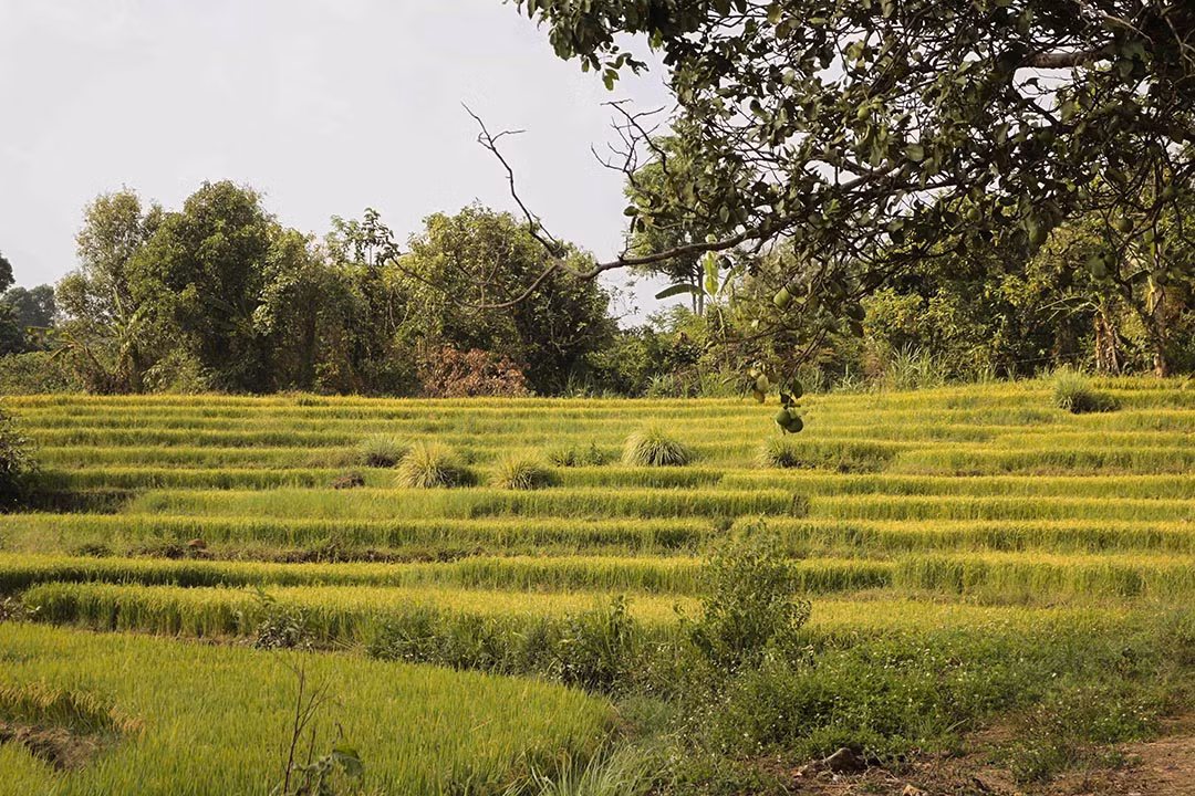 Một góc ruộng bậc thang Chư Sê về chiều. Ảnh: Trúc Nhã