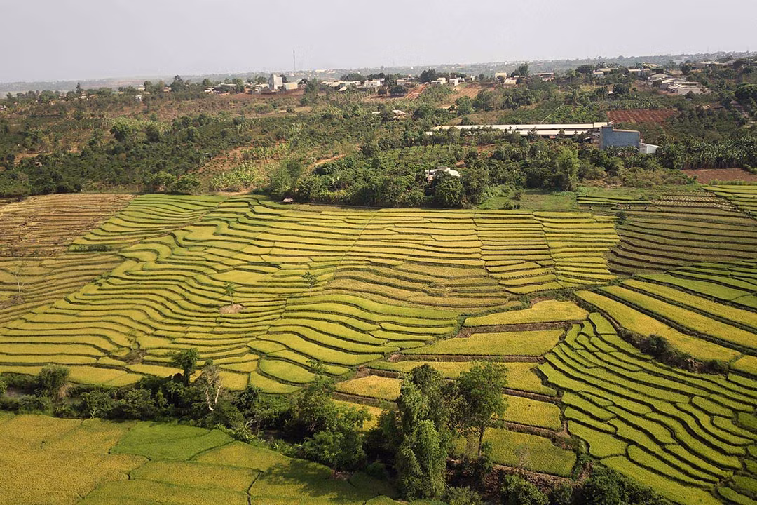 Sắc vàng, xanh đan xen trên những thửa ruộng bậc thang Chư Sê vào đầu Hạ. Ảnh: MH