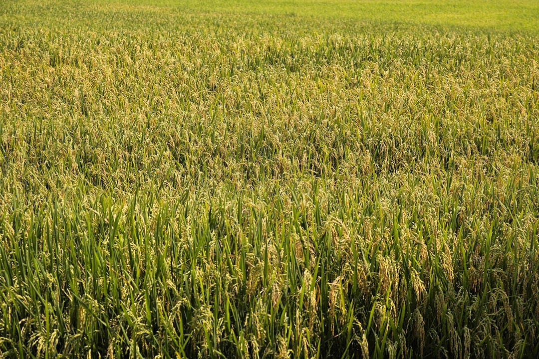 Theo Trang tin điện tử Đảng bộ tỉnh Gia Lai, từ nhiều đời nay, người dân tộc Jrai sống tại đây đã khai khẩn, vạt đất quanh sườn đồi tạo thành những bậc thang để mở rộng vùng canh tác, thâm canh lúa nước. Ảnh: Trúc Nhã