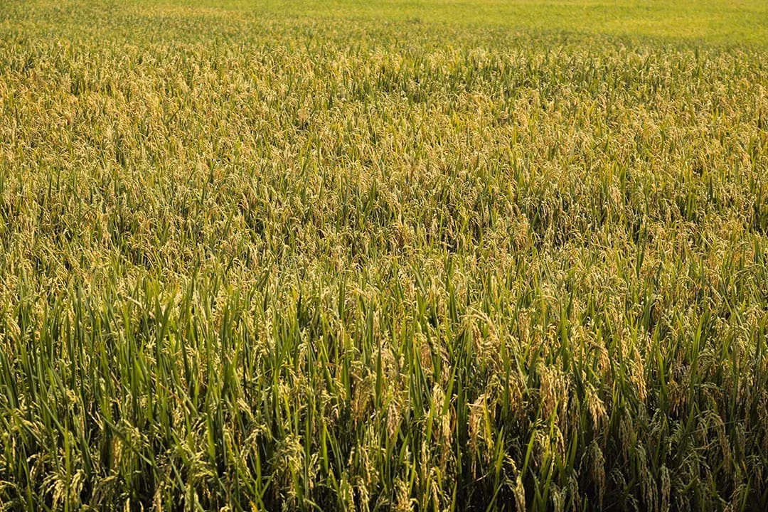 Theo Trang tin điện tử Đảng bộ tỉnh Gia Lai, từ nhiều đời nay, người dân tộc Jrai sống tại đây đã khai khẩn, vạt đất quanh sườn đồi tạo thành những bậc thang để mở rộng vùng canh tác, thâm canh lúa nước. Ảnh: Trúc Nhã