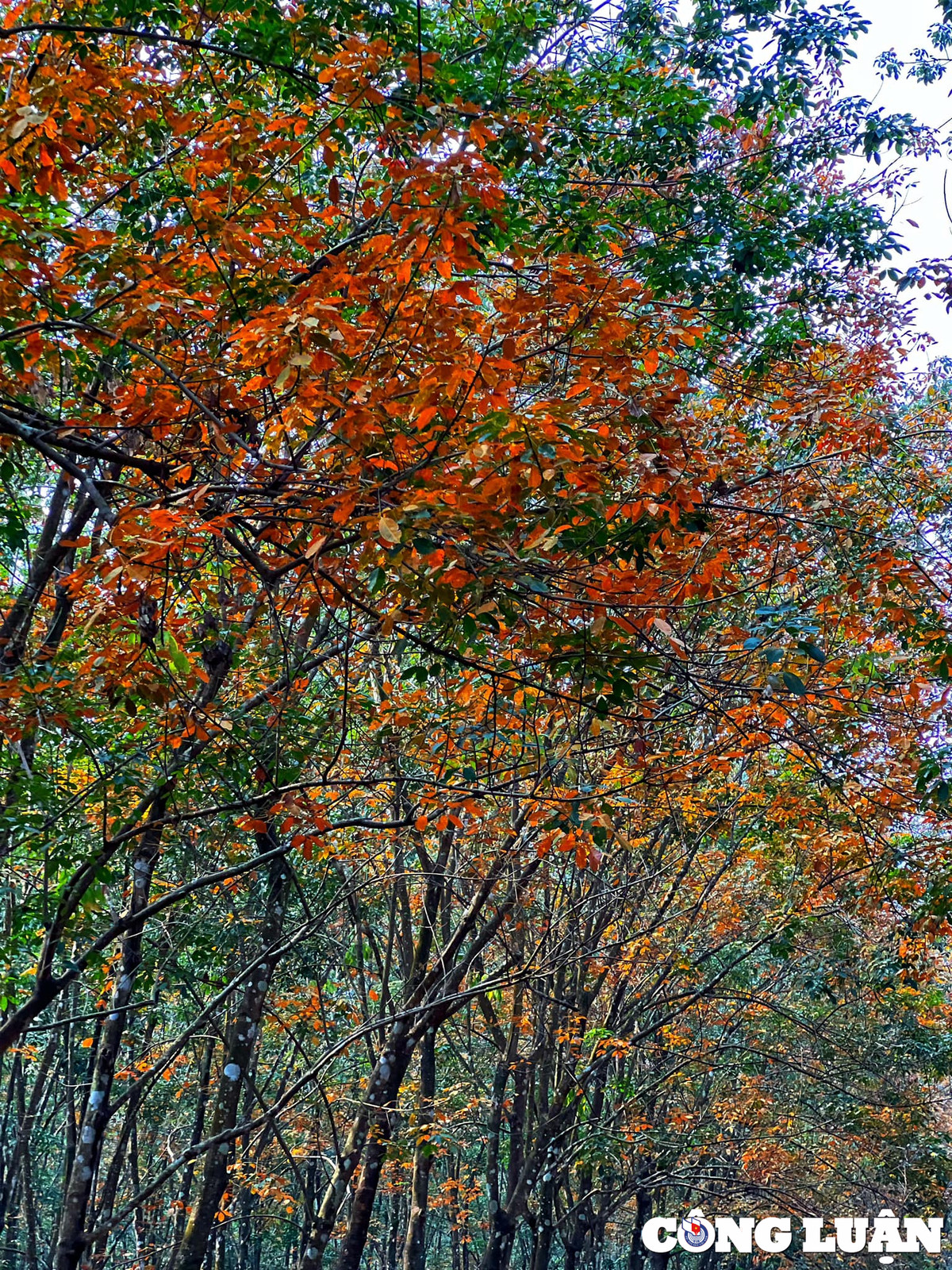 Me man rung cao su Binh Phuoc mua thay la-Hinh-3