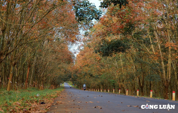 Me man rung cao su Binh Phuoc mua thay la