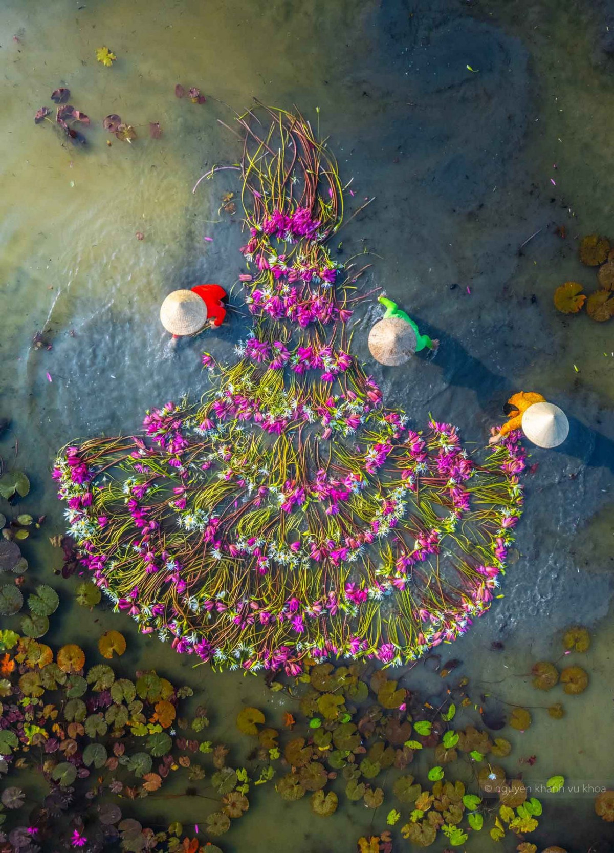 Bông súng có thân mềm, nhưng lại mang sức sống dẻo dai. Nước dâng cao, bông súng cũng cao theo. Ảnh: Nguyễn Khánh Vũ Khoa