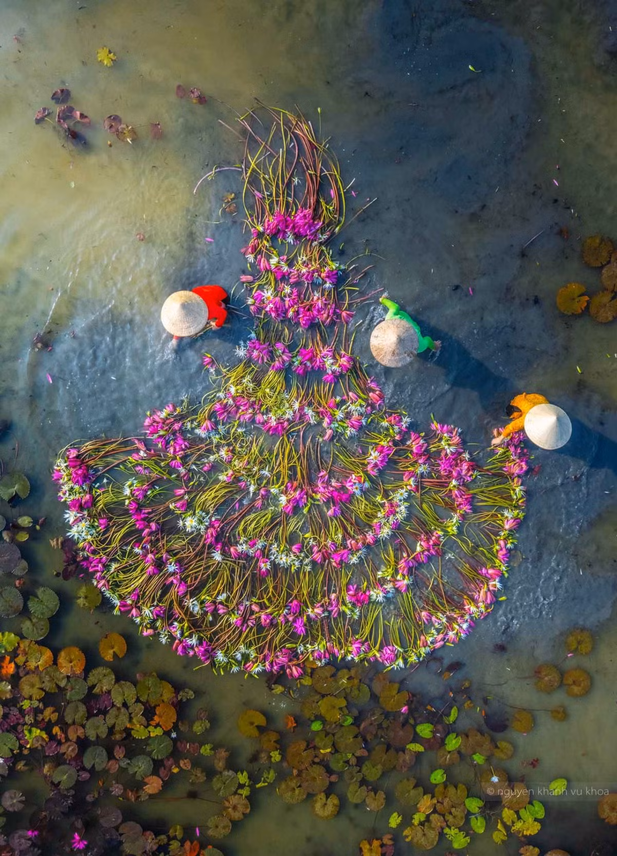 Bông súng có thân mềm, nhưng lại mang sức sống dẻo dai. Nước dâng cao, bông súng cũng cao theo. Ảnh: Nguyễn Khánh Vũ Khoa