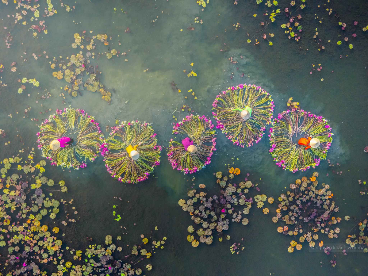 Cánh đồng ngập tràn sắc màu bông súng như mời gọi du khách ghé thăm. Ảnh: Nguyễn Khánh Vũ Khoa