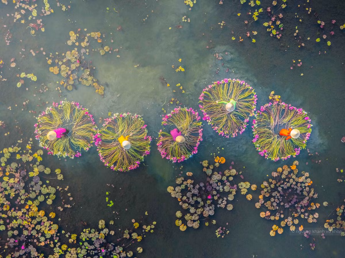 Cánh đồng ngập tràn sắc màu bông súng như mời gọi du khách ghé thăm. Ảnh: Nguyễn Khánh Vũ Khoa