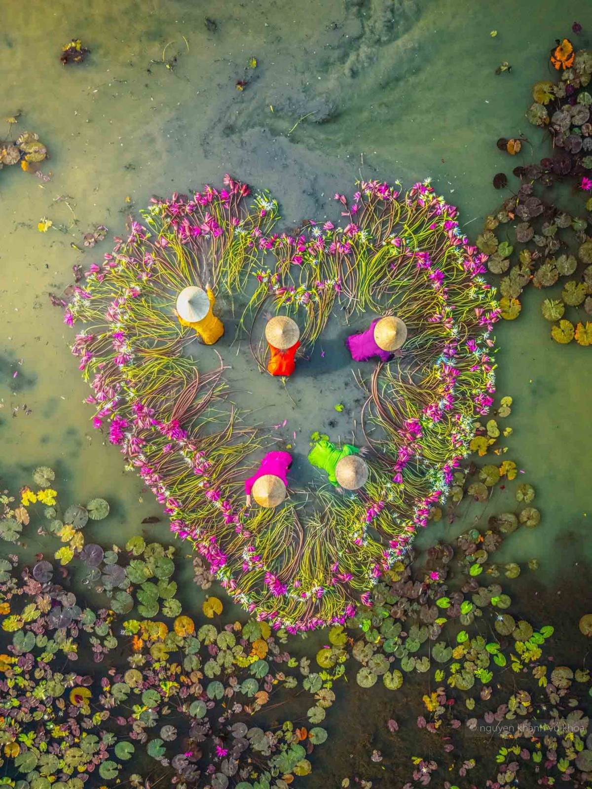 Bông súng được người dân xếp thành hình trái tim đẹp mắt. Ảnh: Nguyễn Khánh Vũ Khoa