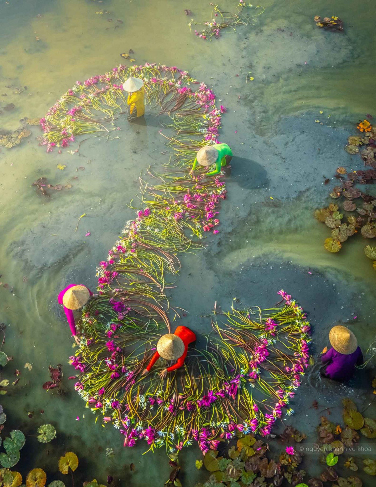 Người dân miền Tây – phần lớn là phụ nữ thường thức dậy từ sớm để chèo xuồng ra đồng ngắt bông súng đem ra chợ bán hay chế biến món ăn như canh chua, lẩu mắm… Ảnh: Nguyễn Khánh Vũ Khoa