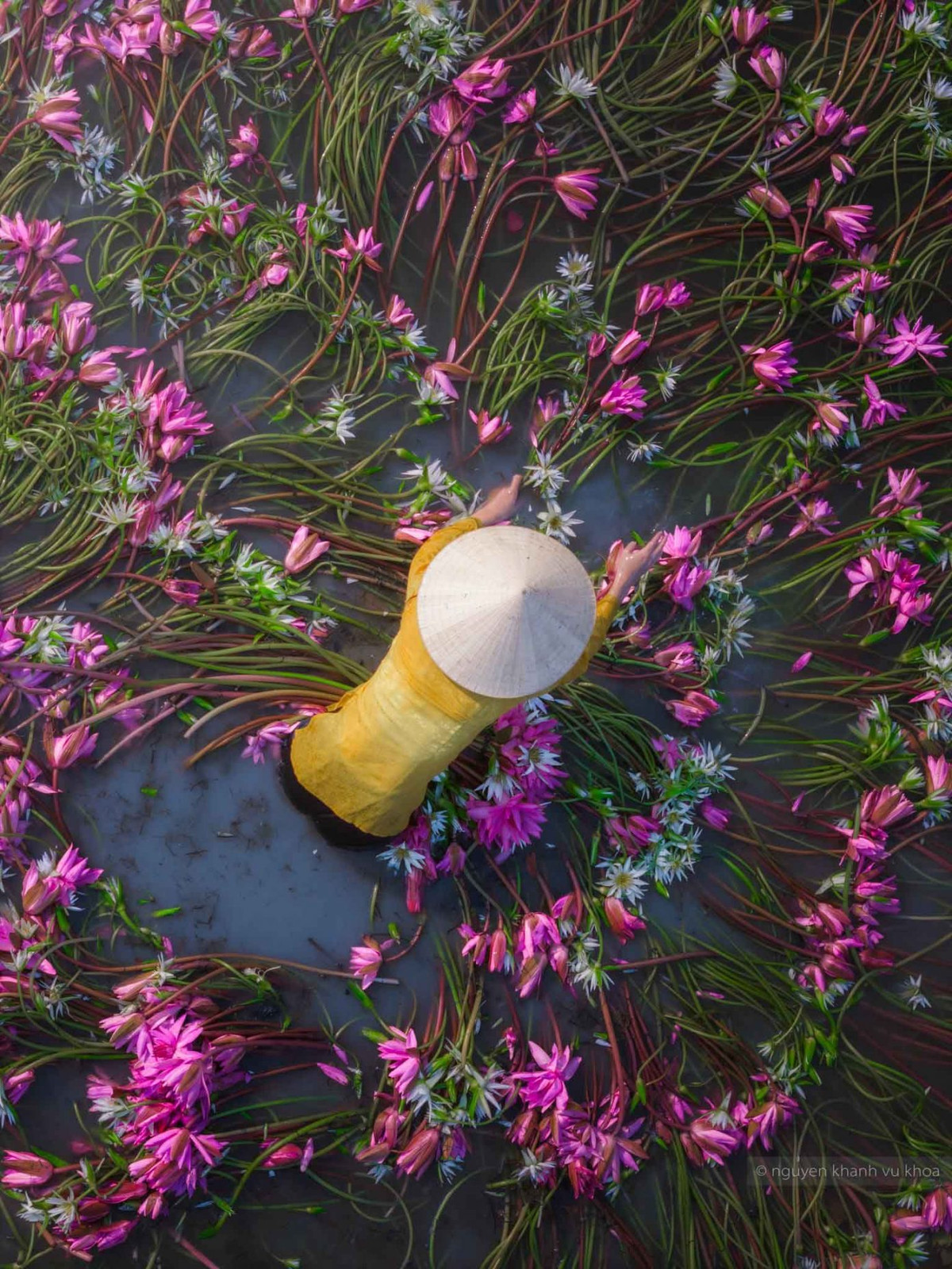 Những cây súng được người dân làm sạch sau khi thu hoạch. Ảnh: Nguyễn Khánh Vũ Khoa