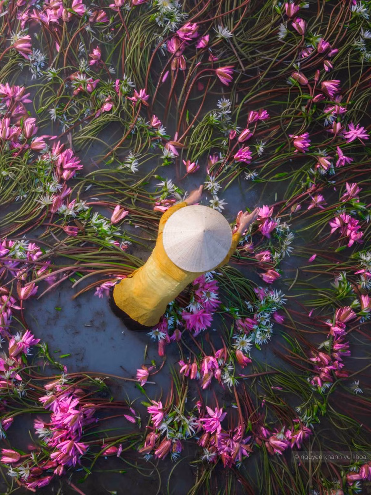 Những cây súng được người dân làm sạch sau khi thu hoạch. Ảnh: Nguyễn Khánh Vũ Khoa