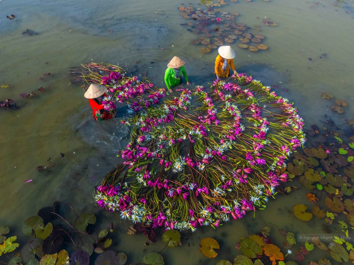 “Cánh quạt” súng được người dân xếp trên cánh đồng. Ảnh: Nguyễn Khánh Vũ Khoa