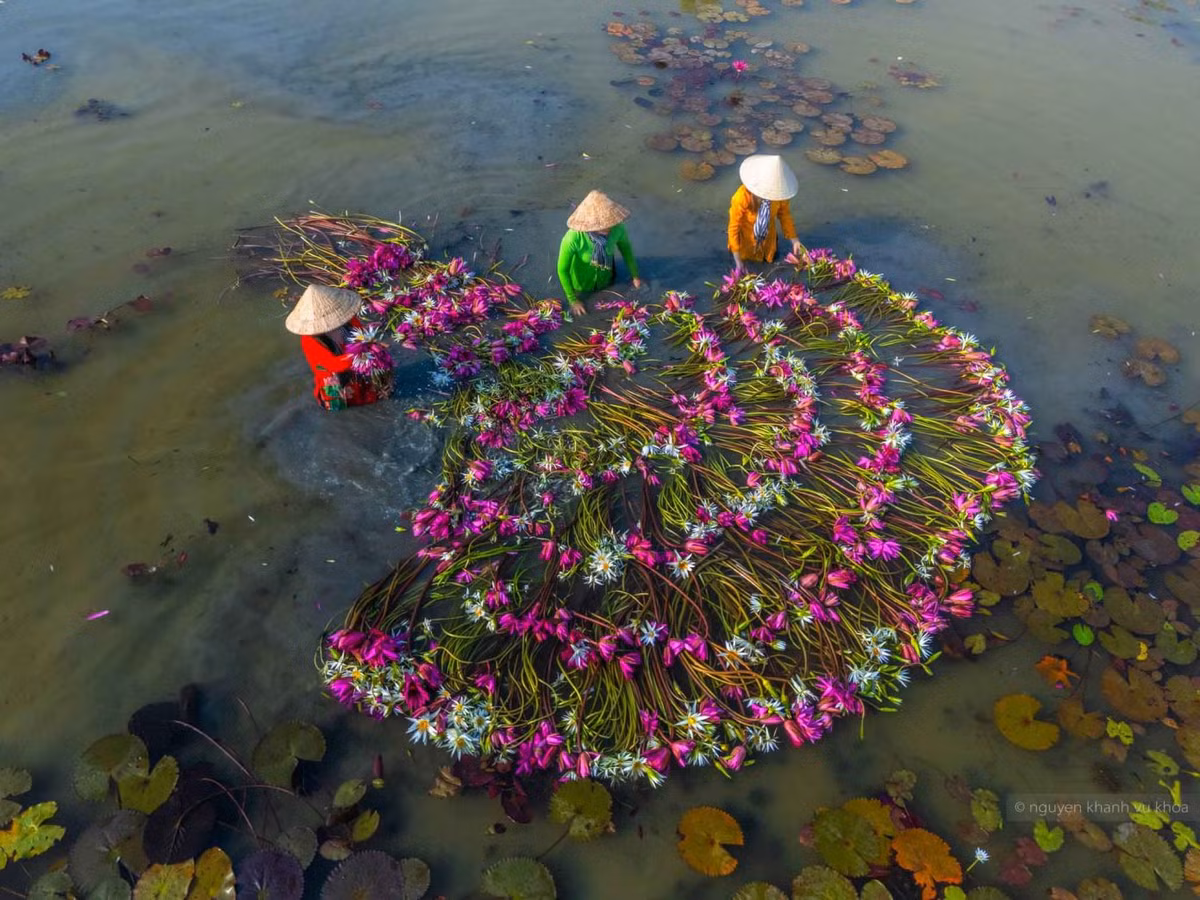 “Cánh quạt” súng được người dân xếp trên cánh đồng. Ảnh: Nguyễn Khánh Vũ Khoa