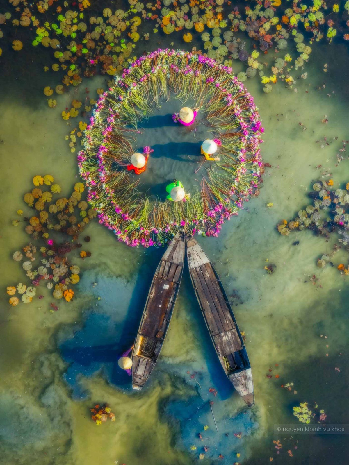 Những năm gần đây, Mộc Hóa trở thành điểm đến thu hút du khách, nhiếp ảnh gia đến “săn” ảnh bông súng. Ảnh: Nguyễn Khánh Vũ Khoa