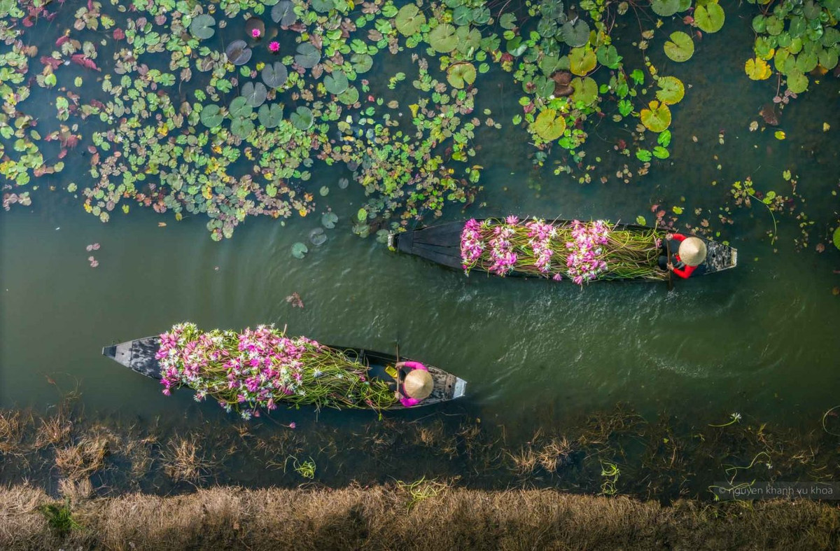 Vào mùa súng nở, người dân sẽ chèo những chiếc xuồng ba lá đi thu hoạch. Ảnh: Nguyễn Khánh Vũ Khoa