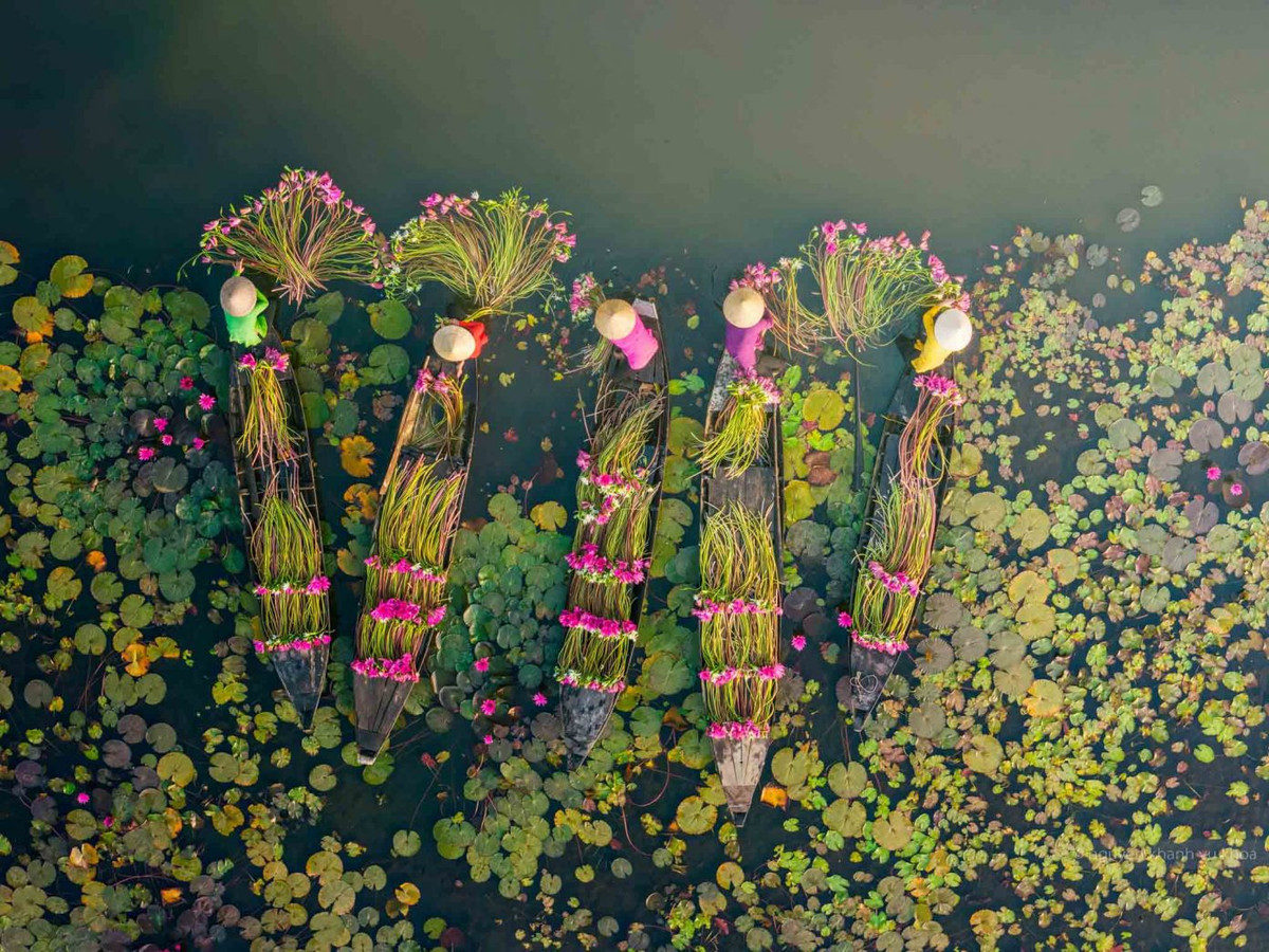 Anh dep mua thu hoach bong sung o Moc Hoa, Long An