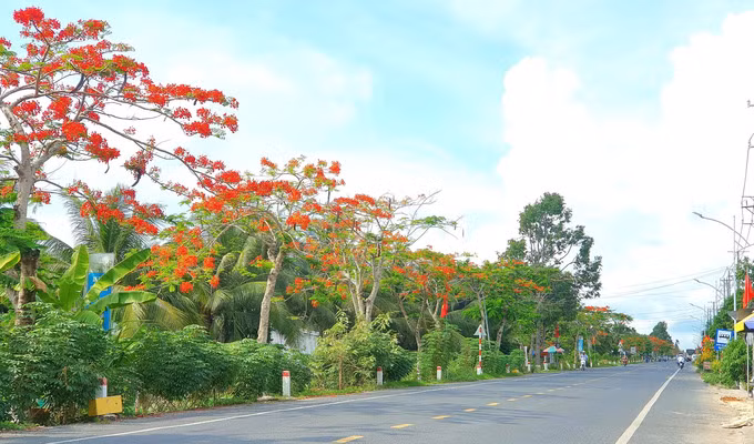 Không chỉ là loài hoa báo hiệu mùa hè, hoa phượng còn là biểu tượng của mùa chia tay mái trường, thầy cô, là ký ức đẹp của biết bao nhiêu thế hệ học trò. Chính vì thế, đi dưới những con đường rợp màu phượng đỏ, nhiều người không tránh khỏi cảm giác xao xuyến, bồi hồi nhớ về một thời học trò cắp sách đến trường. Để chụp được ảnh hoa phượng đẹp nên đi vào độ vừa ra hoa vì phượng sẽ nhanh tàn khi trời mưa nhiều. Thời gian chụp tốt nhất là sáng từ 7 - 9 giờ hoặc chiều từ 15 - 17 giờ khi nhiệt độ không cao, nắng không gắt. Tạo dáng với hoa phượng cũng khá đơn giản, nên chọn áo dài trắng tinh khôi, hoặc áo dài màu nhạt để tôn lên màu đỏ của hoa phượng.