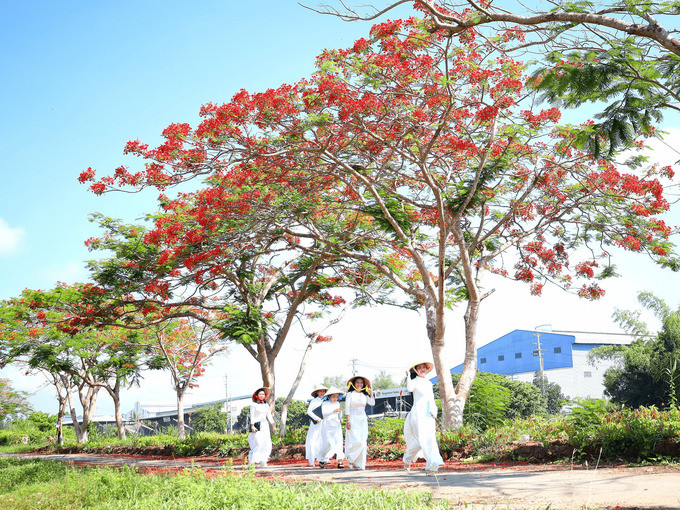 Hàng hoa phượng dọc tuyến quốc lộ 80, huyện Lấp Vò, tỉnh Đồng Tháp rực rỡ vào hè. Nhiều bạn nữ chọn mặc áo dài trắng để chụp ảnh cùng hoa phượng, tái hiện lại hình ảnh vui vẻ giờ tan trường.