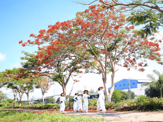 Hàng hoa phượng dọc tuyến quốc lộ 80, huyện Lấp Vò, tỉnh Đồng Tháp rực rỡ vào hè. Nhiều bạn nữ chọn mặc áo dài trắng để chụp ảnh cùng hoa phượng, tái hiện lại hình ảnh vui vẻ giờ tan trường.