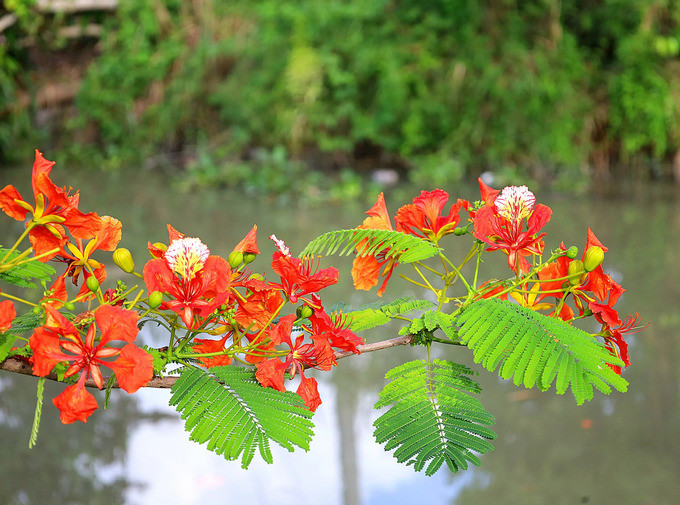 Cái tên “phượng vĩ” vốn được chơi chữ Hán – Việt bởi lá non của cây có hình thù giống với đuôi loài chim phượng hoàng thần thoại.