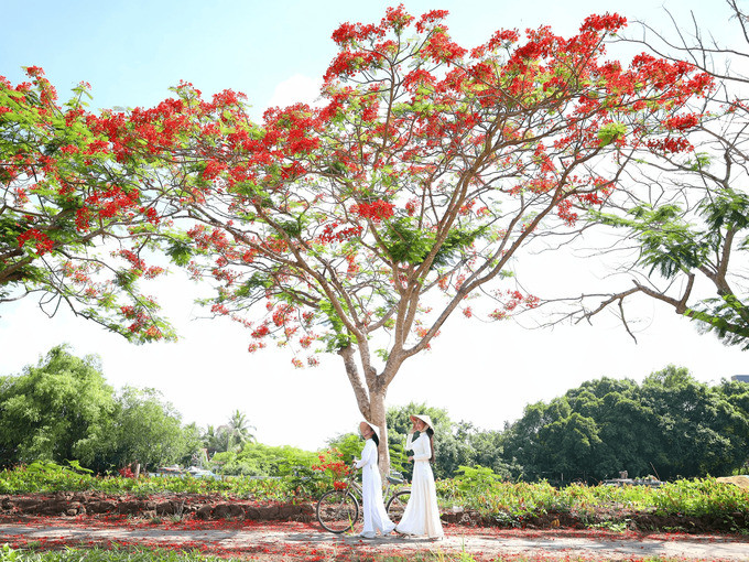 Phượng vĩ còn có tên là xoan tây hay điệp tây được người Pháp đem sang Việt Nam từ thế kỉ 19 và có tên tiếng Pháp là Flamboyant.