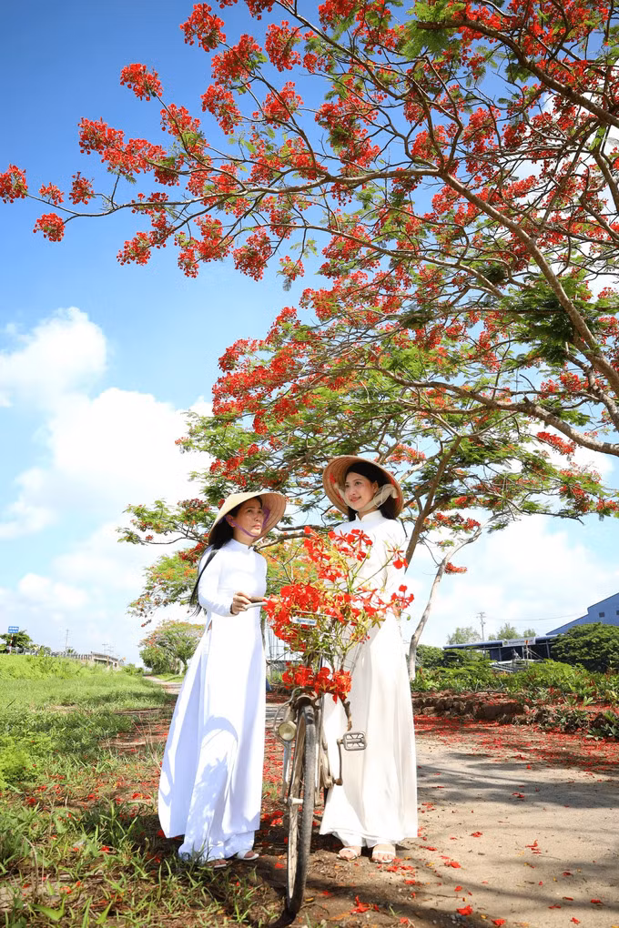 Du khách các địa phương cũng tìm về con đường hoa phượng để chụp hình. Hoa phượng là biểu tượng gắn liền với mái trường nên được gắn cho tên gọi "hoa học trò".