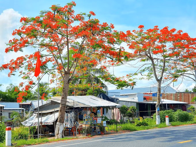 Con đường hoa phượng Hậu Giang nằm trên quốc lộ 61B đoạn từ cửa ngõ ngã ba Vĩnh Tường vào tới trung tâm thị xã Long Mỹ. Hoa phượng nở đỏ rực cả một góc trời kiến những ai đi trên con đường không khỏi thích thú và cảm thấy choáng ngợp trước khung cảnh vô cùng lãng mạn. Con đường hiện nay đã được nâng cấp mở rộng nhưng vẫn giữ nguyên hàng hoa phượng như trước đây.
