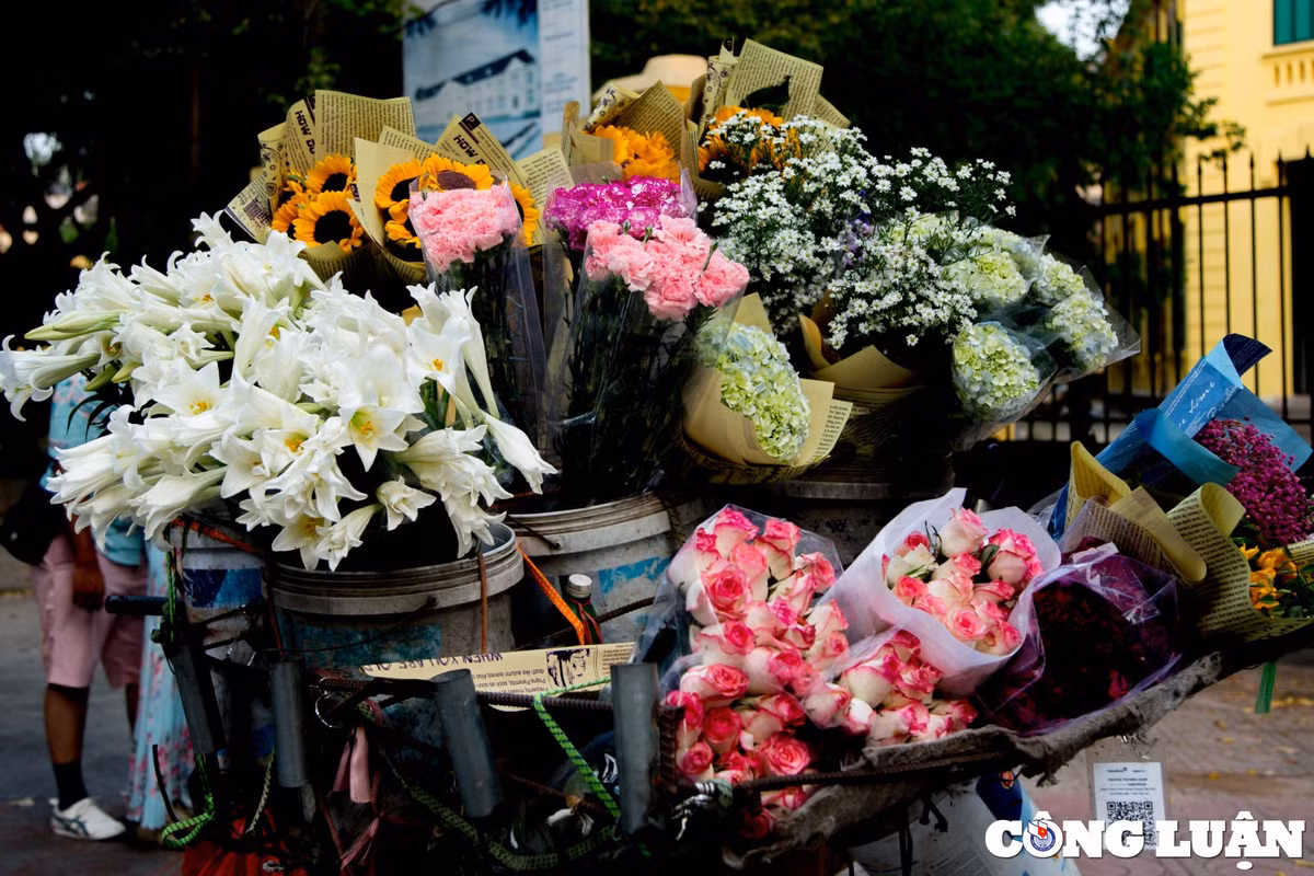 Tuy không rực rỡ, thơm ngát như nhiều loài hoa khác, nhưng sắc trắng giản dị lại tạo nên vẻ đẹp tinh khiết rất riêng cho hoa loa kèn.