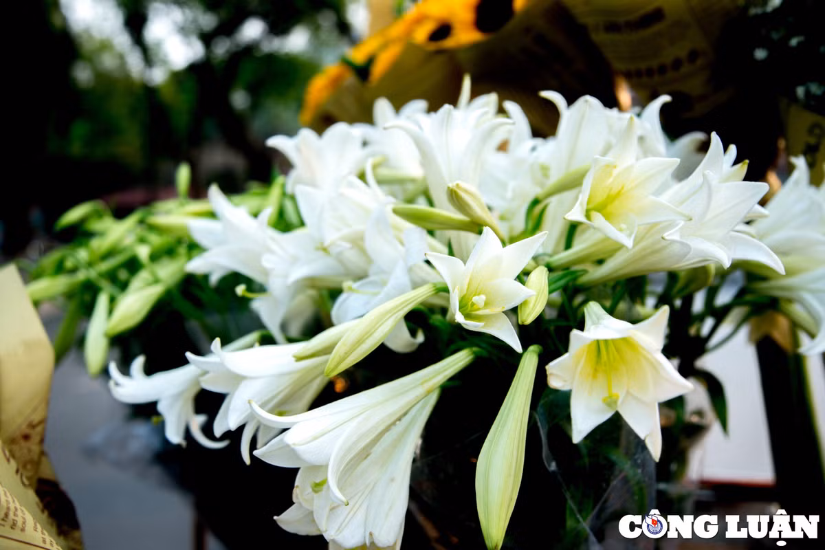 Theo tìm hiểu, hoa loa kèn còn có tên gọi khác là hoa bách hợp, hoa huệ tây.