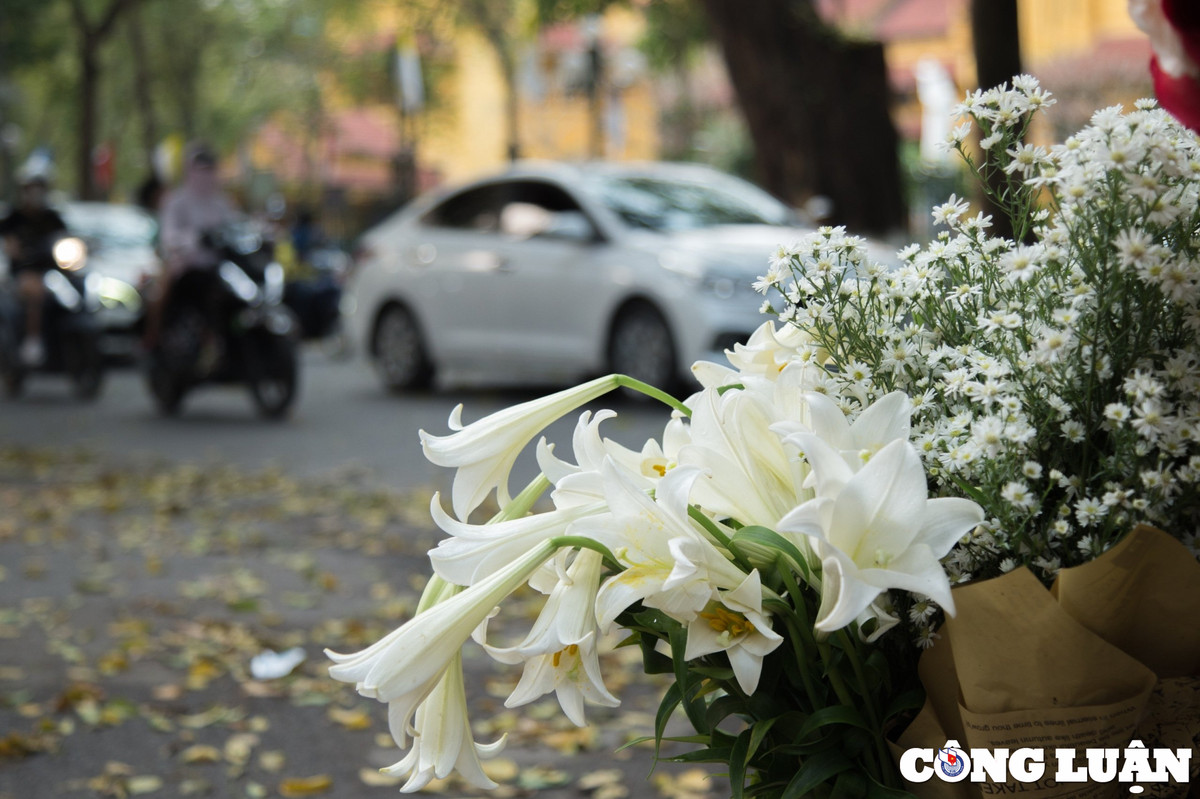 Hoa tỏa mùi hương dễ chịu, không nồng mà nhẹ nhàng, thoang thoảng, mang đến cho mọi người vẻ khoan khoái, dễ chịu.