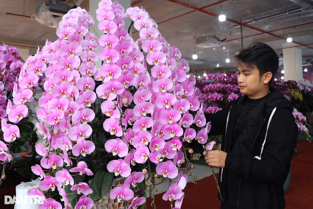 Nếu như thợ cắm hoa được trả công theo số lượng cành lan thì thợ phụ được trả một mức lương cố định. Trong khoảng thời gian hơn nửa tháng cận Tết Nguyên đán, thợ phụ có thể kiếm được 8-10 triệu đồng tiền công, chưa bao gồm 1 triệu đồng tiền ăn.