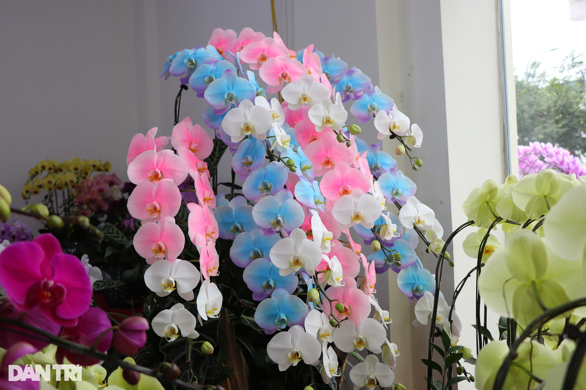 Tiết lộ của một chủ cơ sở kinh doanh lan, năm nay, dòng hoa lan pha nhiều màu sắc sặc sỡ, lạ mắt, lần đầu tiên xuất hiện trên thị trường Nghệ An. Màu sắc trên mỗi cánh hoa được tạo ra từ kỹ thuật pha, nhuộm màu của người trồng nhưng kết hợp như thế nào để tạo ra sự độc đáo lại phụ thuộc vào bàn tay tài hoa của người thợ cắm hoa. Các cơ sở kinh doanh hoa lan lớn phải huy động hàng chục lao động để phục vụ khách. "Từ ngày mùng 10, khách đặt hoa đã bắt đầu đông, thợ làm hầu như không ngơi tay để kịp giao hàng", anh Nguyễn Long - thợ cắm hoa tại một cơ sở kinh doanh hoa lan trên đường Lê Nin (TP Vinh, Nghệ An) chia sẻ.