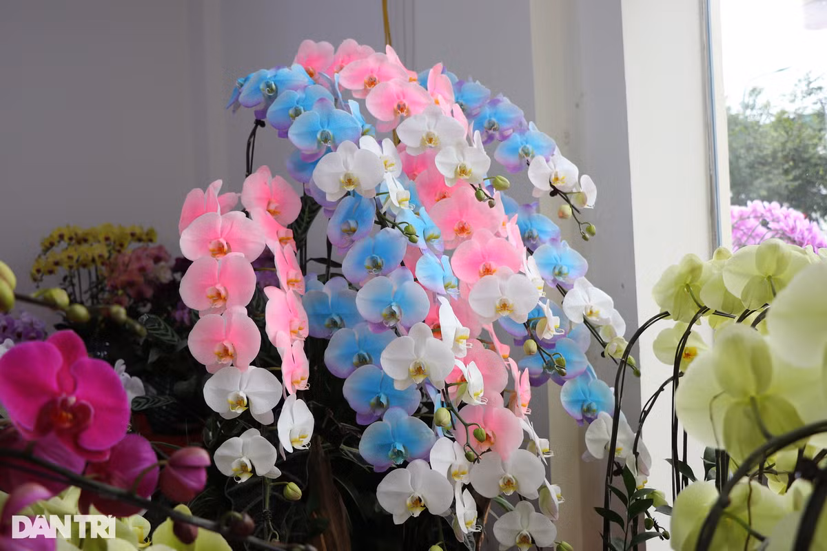 Tiết lộ của một chủ cơ sở kinh doanh lan, năm nay, dòng hoa lan pha nhiều màu sắc sặc sỡ, lạ mắt, lần đầu tiên xuất hiện trên thị trường Nghệ An. Màu sắc trên mỗi cánh hoa được tạo ra từ kỹ thuật pha, nhuộm màu của người trồng nhưng kết hợp như thế nào để tạo ra sự độc đáo lại phụ thuộc vào bàn tay tài hoa của người thợ cắm hoa. Các cơ sở kinh doanh hoa lan lớn phải huy động hàng chục lao động để phục vụ khách. "Từ ngày mùng 10, khách đặt hoa đã bắt đầu đông, thợ làm hầu như không ngơi tay để kịp giao hàng", anh Nguyễn Long - thợ cắm hoa tại một cơ sở kinh doanh hoa lan trên đường Lê Nin (TP Vinh, Nghệ An) chia sẻ.