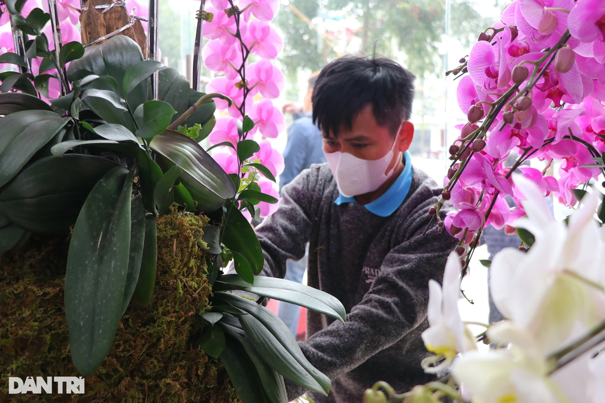 Năm ngoái, chủ cơ sở này đã phải chi gần 350 triệu đồng để mời một nhóm thợ cắm hoa tại TPHCM ra làm việc. Năm nay, bà Thủy mời nhóm thợ ở Thanh Hóa vào. Theo bà Thủy, tùy theo tay nghề, thợ cắm lan sẽ được trả 15.000-30.000 đồng/cành lan. Có những người thợ giỏi, năng suất lao động cao, có thể đạt thu nhập lên tới 6 triệu đồng/ngày. "Để đạt được mức thu nhập này họ cũng phải trải qua 10 năm "bẻ" cành lan", bà Thủy nói.