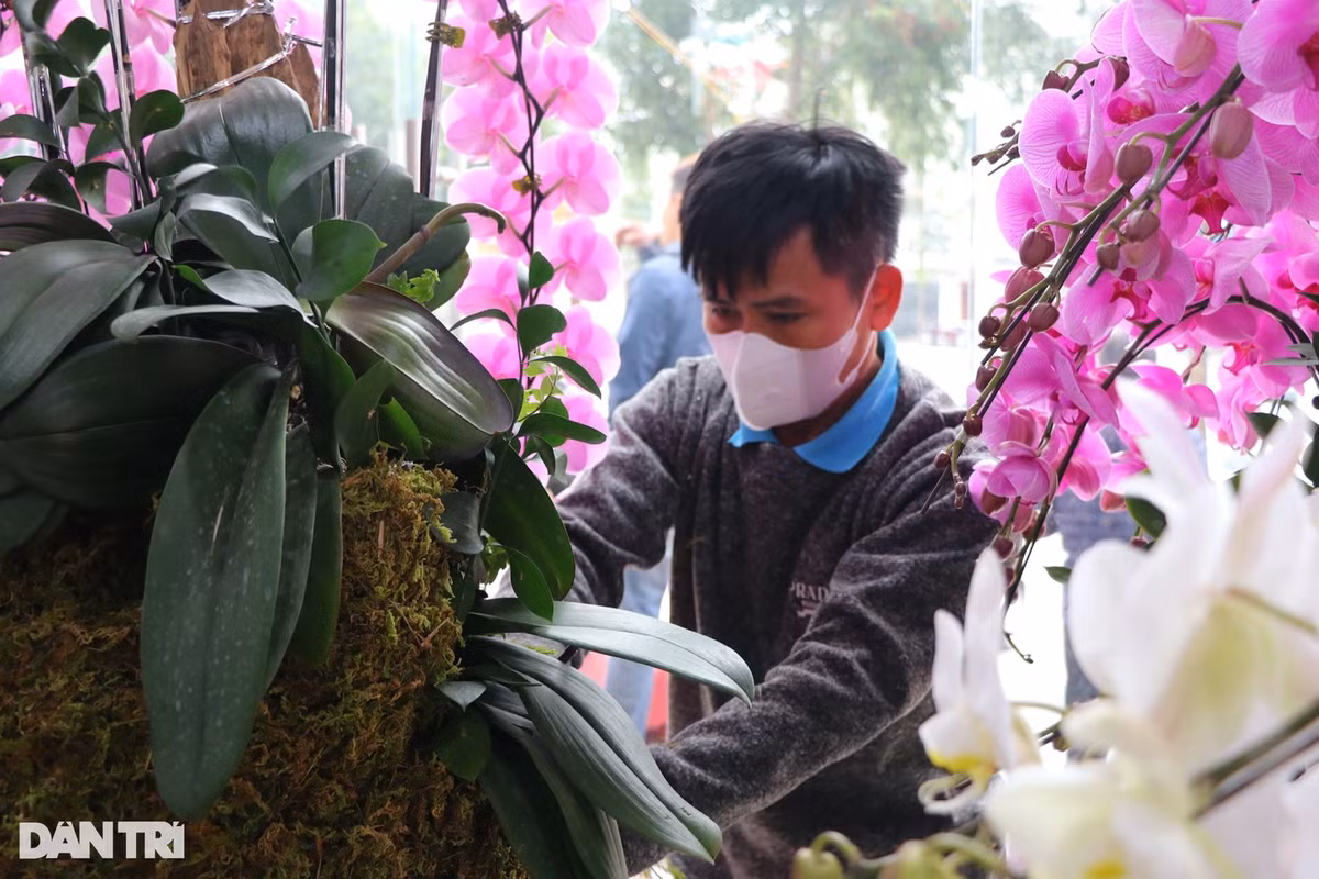 Năm ngoái, chủ cơ sở này đã phải chi gần 350 triệu đồng để mời một nhóm thợ cắm hoa tại TPHCM ra làm việc. Năm nay, bà Thủy mời nhóm thợ ở Thanh Hóa vào. Theo bà Thủy, tùy theo tay nghề, thợ cắm lan sẽ được trả 15.000-30.000 đồng/cành lan. Có những người thợ giỏi, năng suất lao động cao, có thể đạt thu nhập lên tới 6 triệu đồng/ngày. "Để đạt được mức thu nhập này họ cũng phải trải qua 10 năm "bẻ" cành lan", bà Thủy nói.