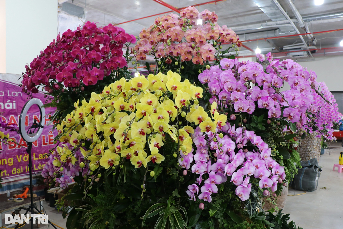 Những cây lan hồ điệp "siêu vip" được nhập khẩu về phục vụ dân chơi sành về lan có giá 2 triệu đồng/cây. Dưới bàn tay của người thợ, chậu lan có giá gần 40 triệu đồng này tựa như một dòng suối màu hồng.